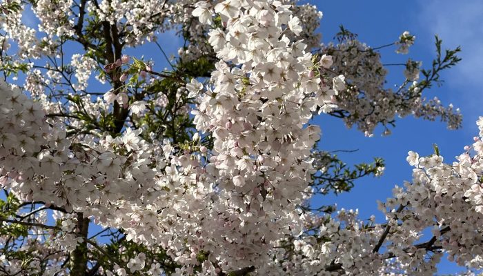 Cherry Blossom